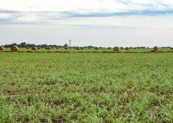 OK cover crop field