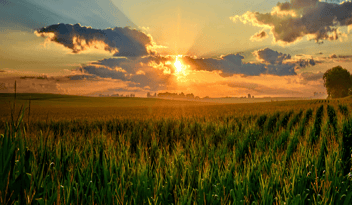 sunset field