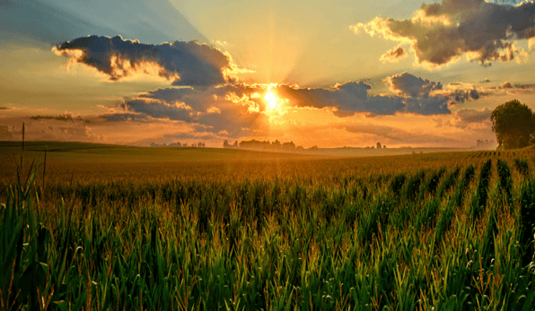 sunset field