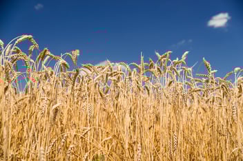 AdobeStock_165395496-3.jpeg