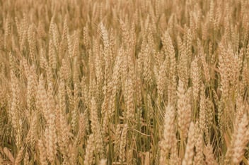 AdobeStock_165489311-1.jpeg