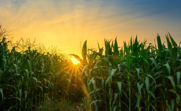 Sun through corn