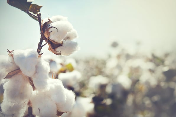 AdobeStock_86476022 (1)