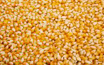 Corn_Hero