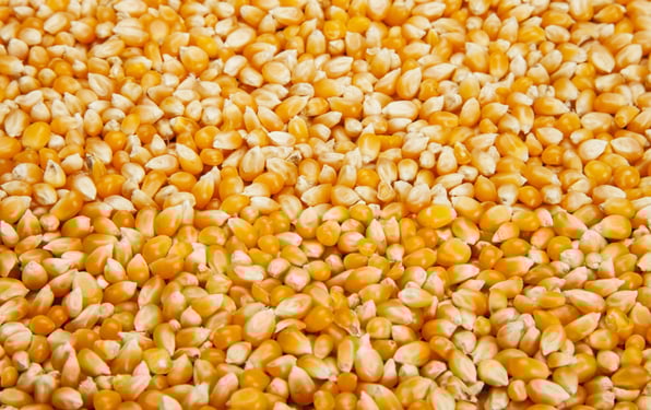 Corn_Hero