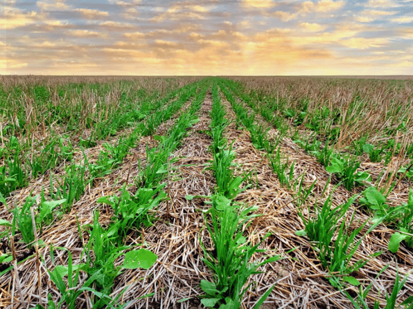 field
