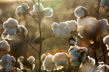 Close-up of cotton plants.1_2016-min
