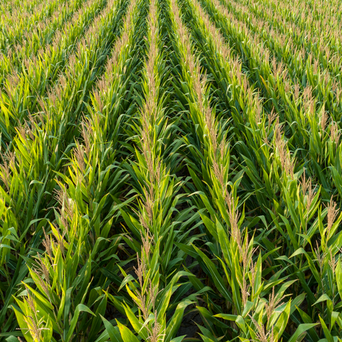 crop