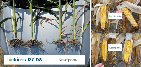 Corn Comparison UA-1