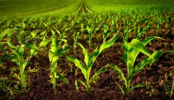  Seedlings