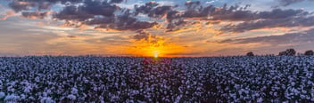 Cotton field_sunset