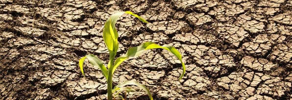 Dry soil_Plant-1