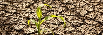 Dry soil_Plant-1