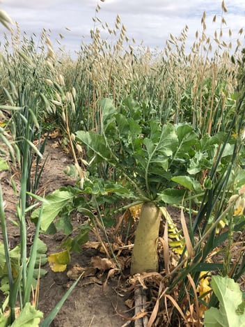 cover crop