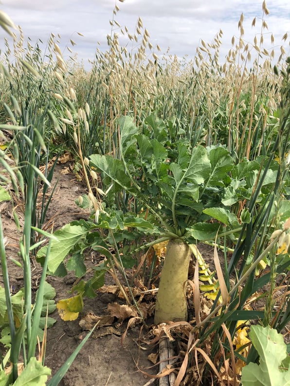 cover crop