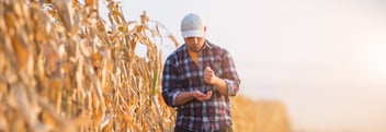 Examining corn-1