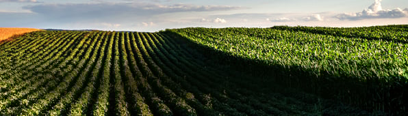 hero-cornsoy-image