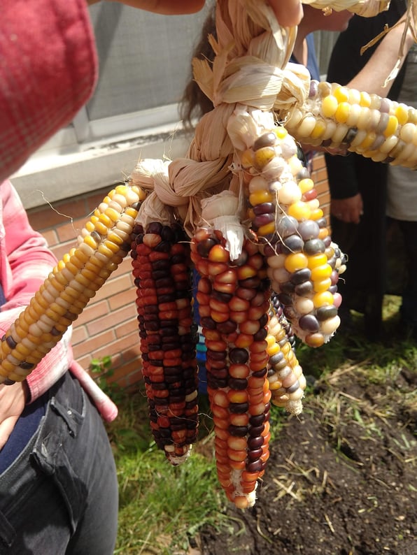 corn