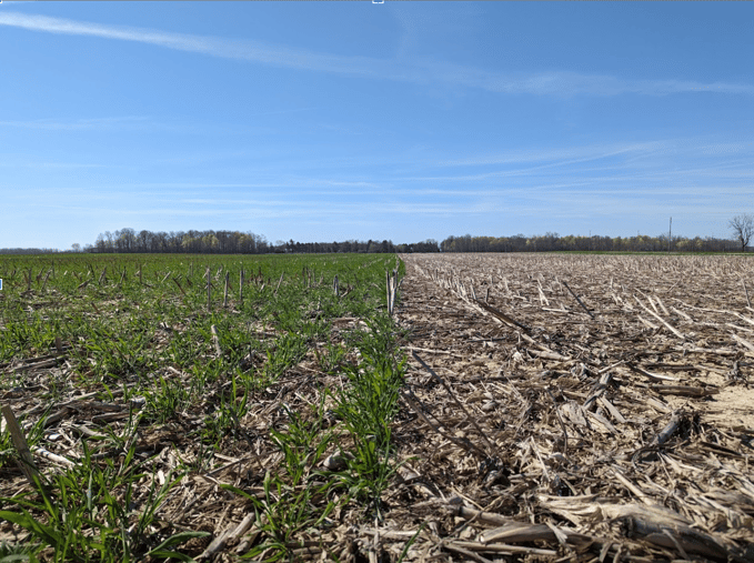 Indiana farm showing cover crops next to field without cover crops