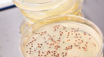 Indigo culture.7 (1)