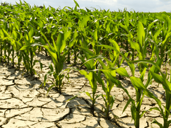 dry field