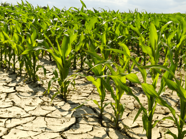 dry field
