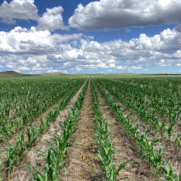 no till corn
