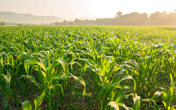 RISD_Option_1_Corn