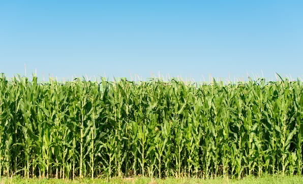 RISD_Option_3_Corn