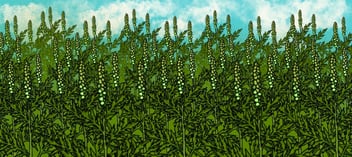 weed management