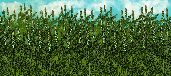weed management