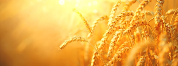 Wheat Side-by-Side-1