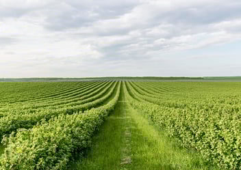 field
