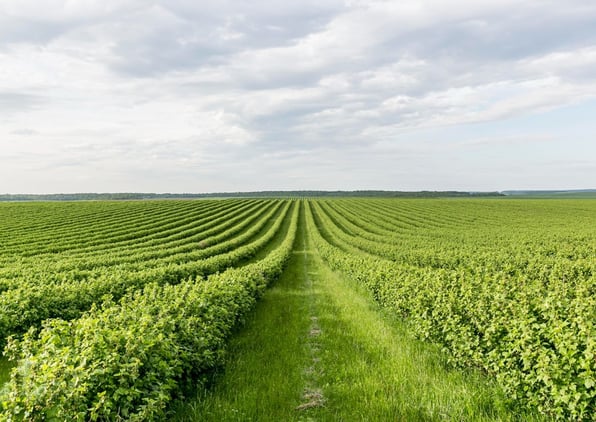 field