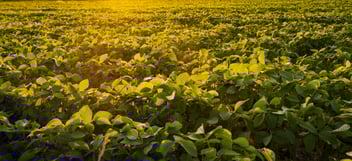 Soybean Field
