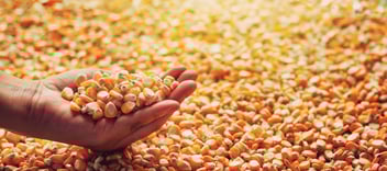 corn in hand
