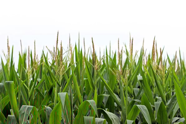 corn growing