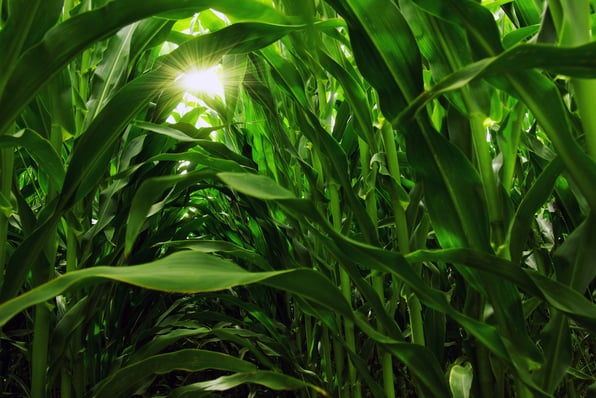 cornfield-1
