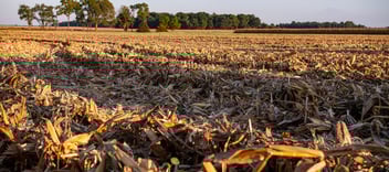 filed with crop