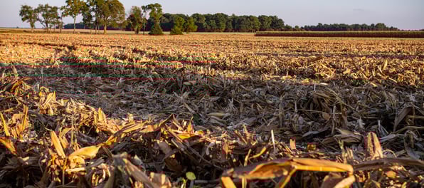 filed with crop