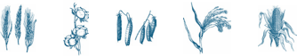 illustrated-icons