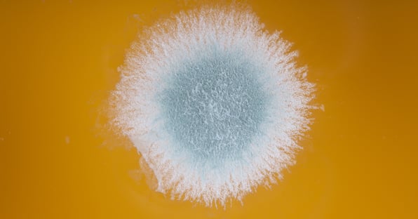 mold colony_OJ