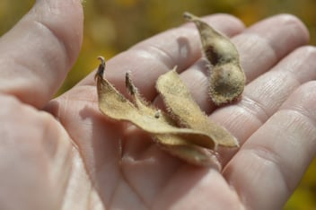 soybeans