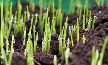 DP-soil-post_FB