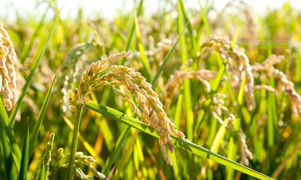crop