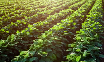 soybeans-product-performance