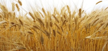 wheat_home-page_1900x900-090763-edited