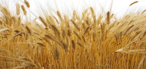 wheat_home-page_1900x900-090763-edited
