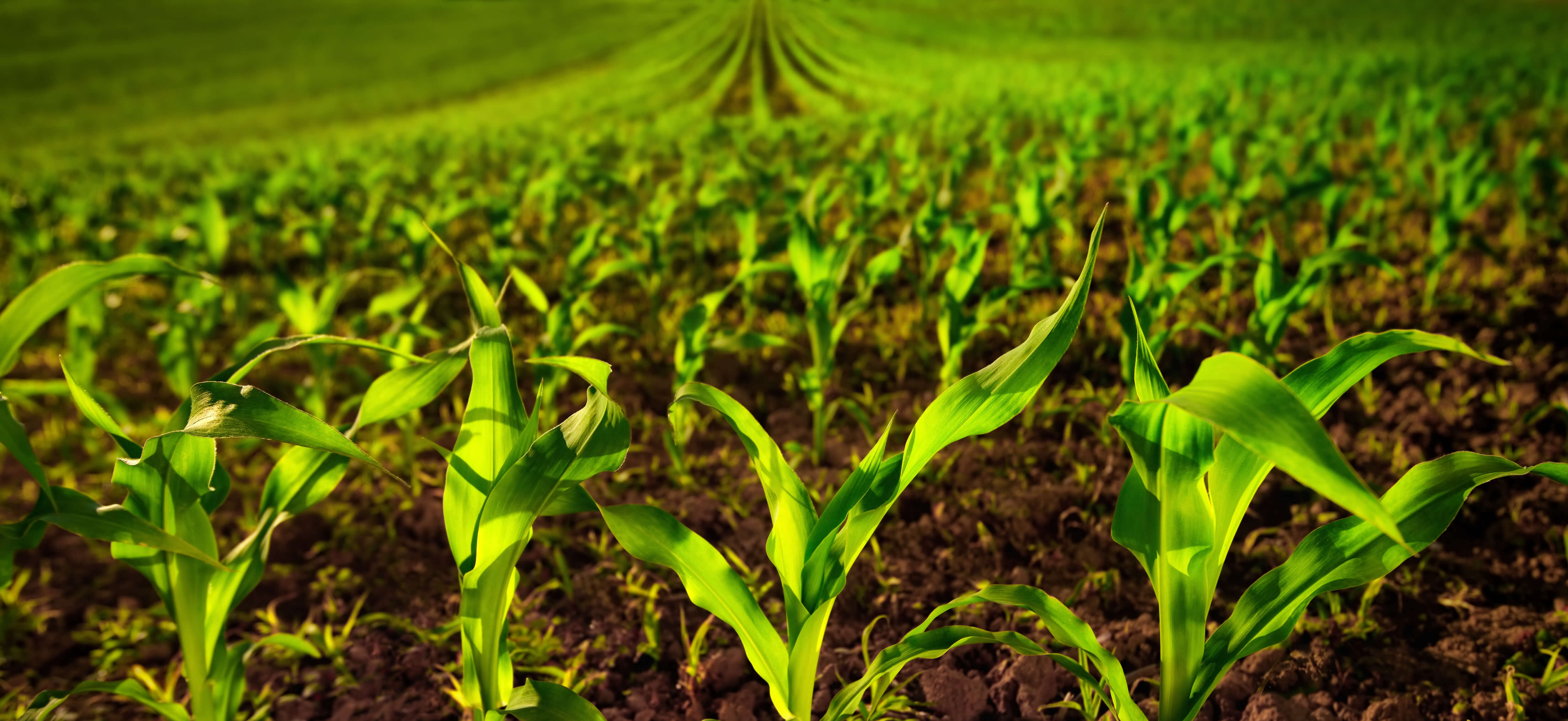 AdobeStock_143780171 (1)-1