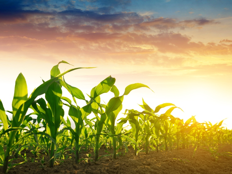 Indigo Ag Sets Out Plan for Renewal in Accelerated Drive to ...